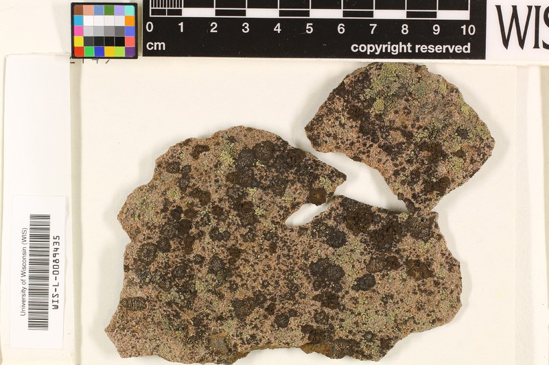 Amandinea coniops photo 4