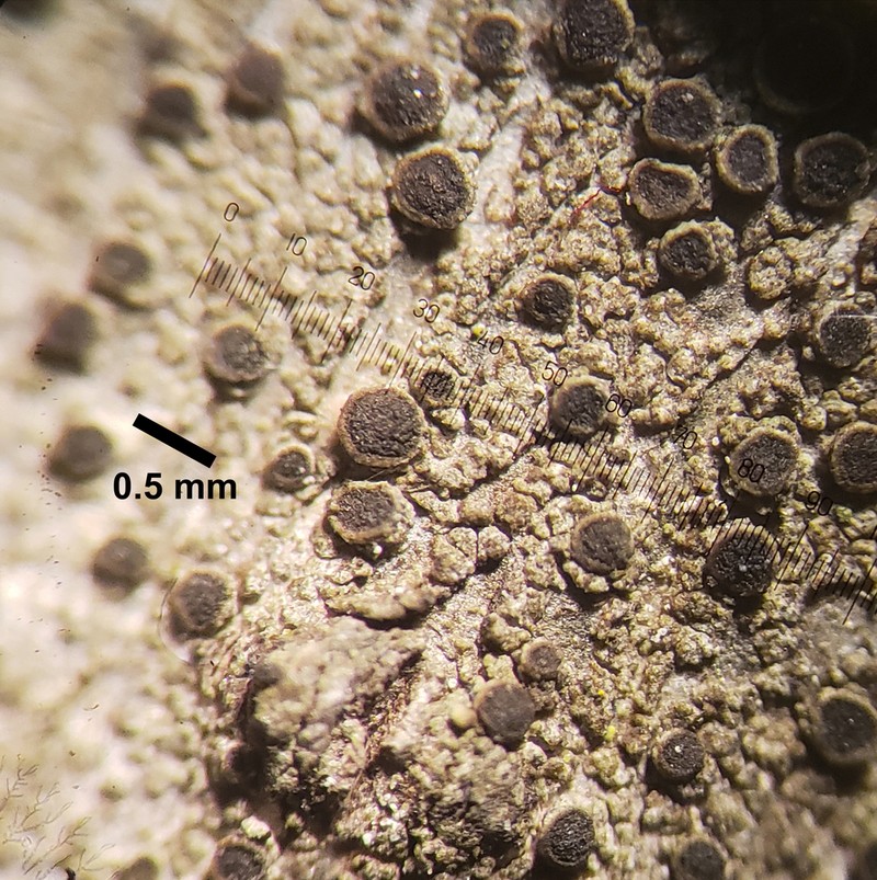 Amandinea dakotensis