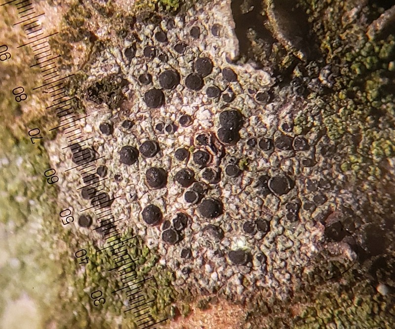 Amandinea dakotensis photo 2