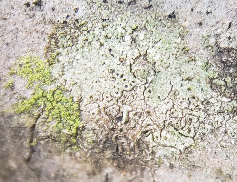 Amandinea dakotensis photo 3