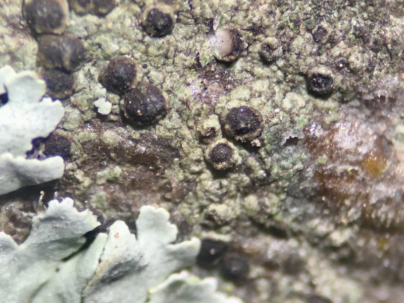 Amandinea dakotensis photo 4