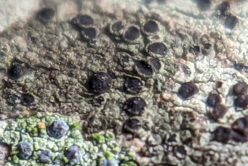 Amandinea dakotensis photo 5
