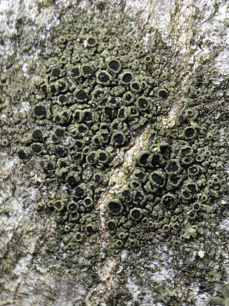 Amandinea dakotensis photo 6