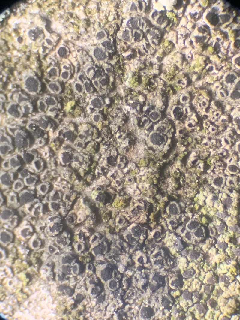 Amandinea dakotensis photo 8