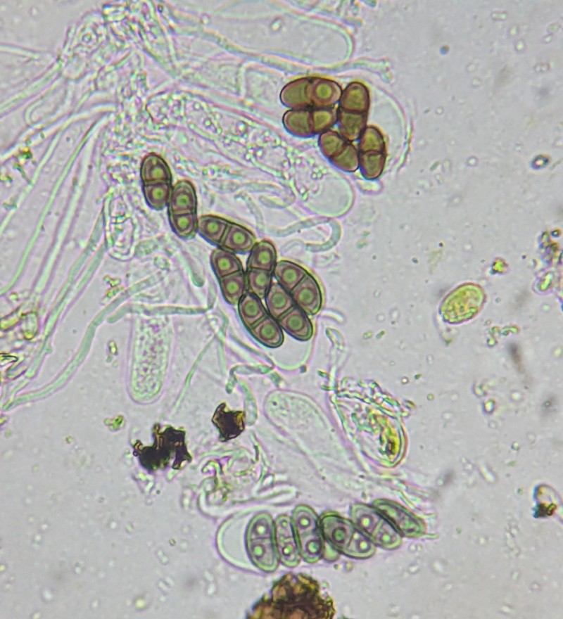 Amandinea milliaria photo 2