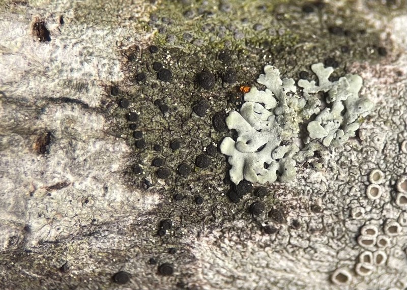 Amandinea polyspora