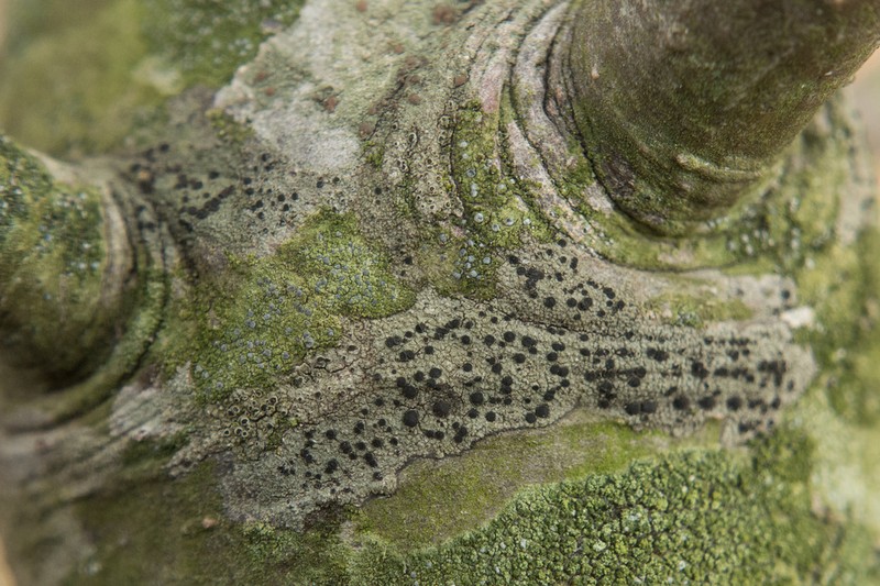 Amandinea polyspora photo 2
