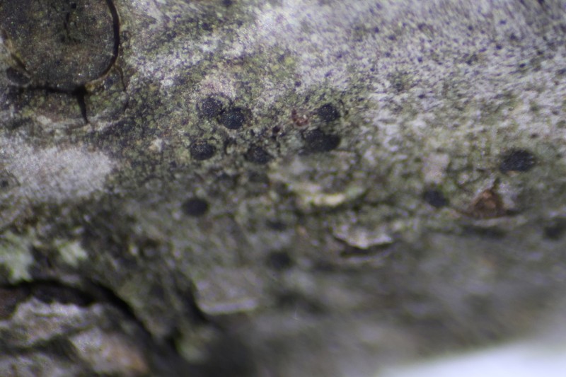 Amandinea polyspora photo 3