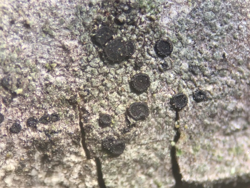 Amandinea polyspora photo 4