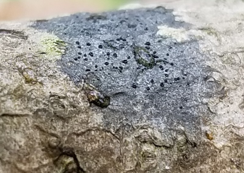 Amandinea polyspora photo 6