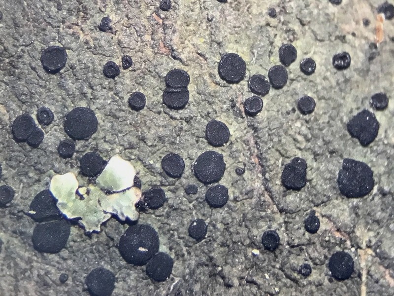 Amandinea polyspora photo 7