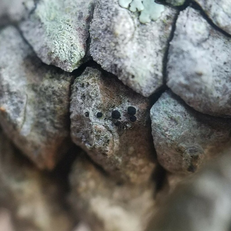Amandinea punctata photo 2