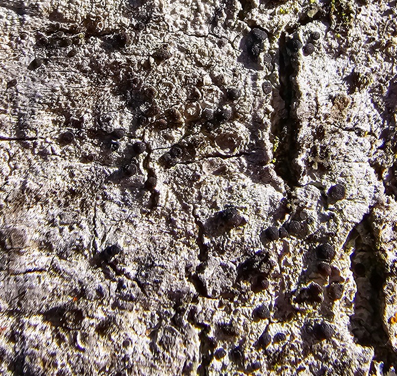Amandinea punctata photo 3
