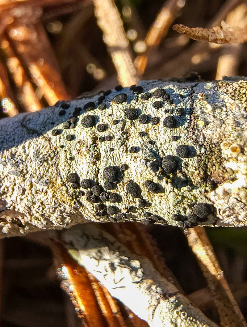 Amandinea punctata photo 4