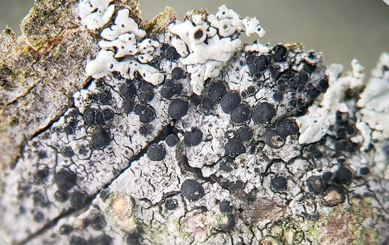 Amandinea punctata photo 6