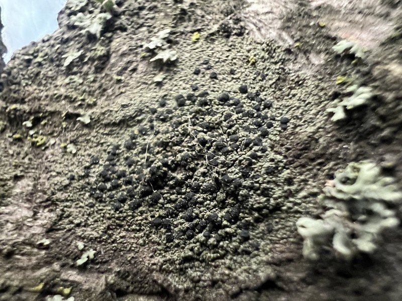 Amandinea punctata photo 7