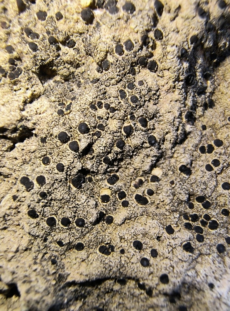 Amandinea punctata photo 8