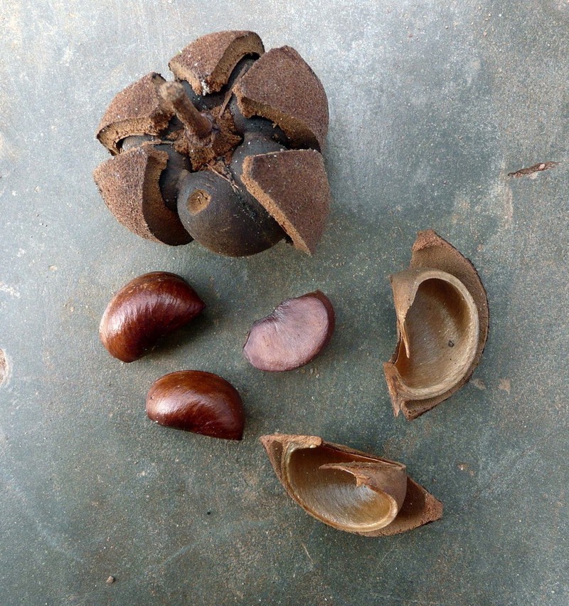 Amanoa bracteosa