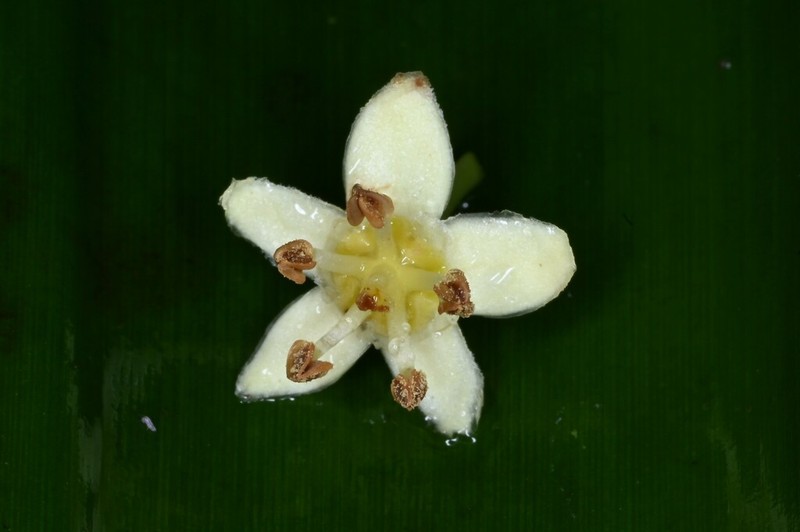 Amanoa caribaea
