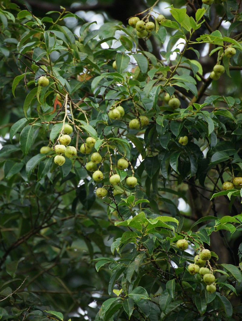 Amanoa caribaea photo 2