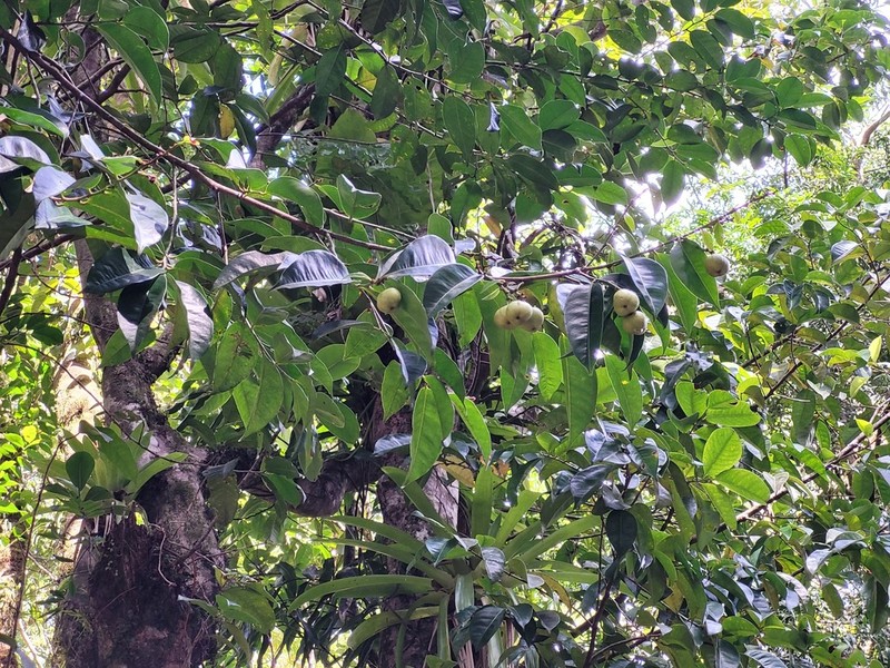 Amanoa caribaea photo 3