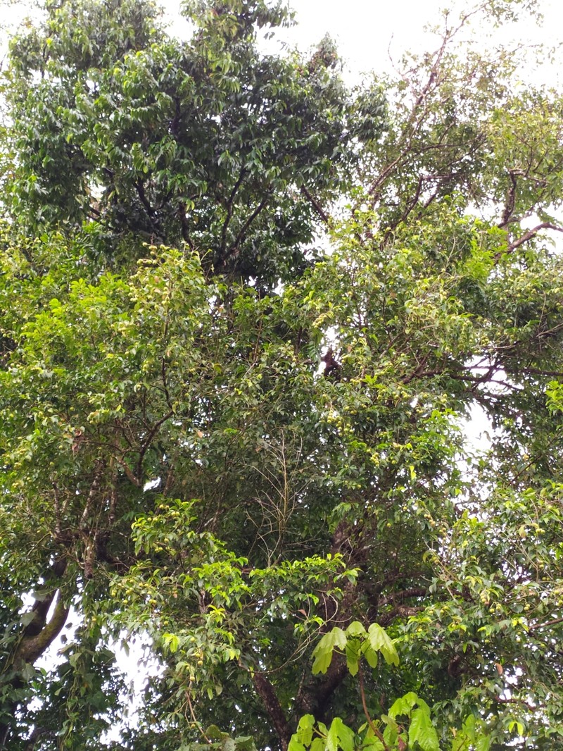 Amanoa caribaea photo 4