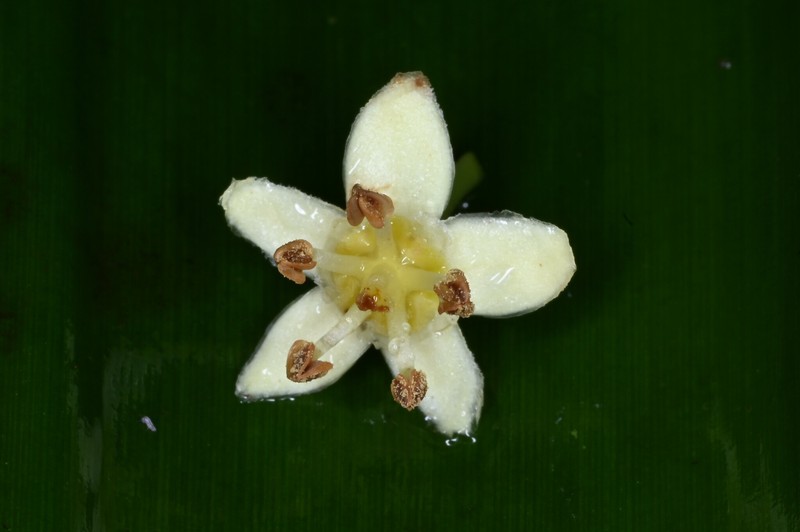 Amanoa caribaea photo 5