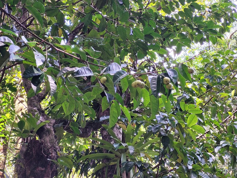 Amanoa caribaea photo 6