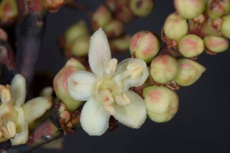 Amanoa condorensis