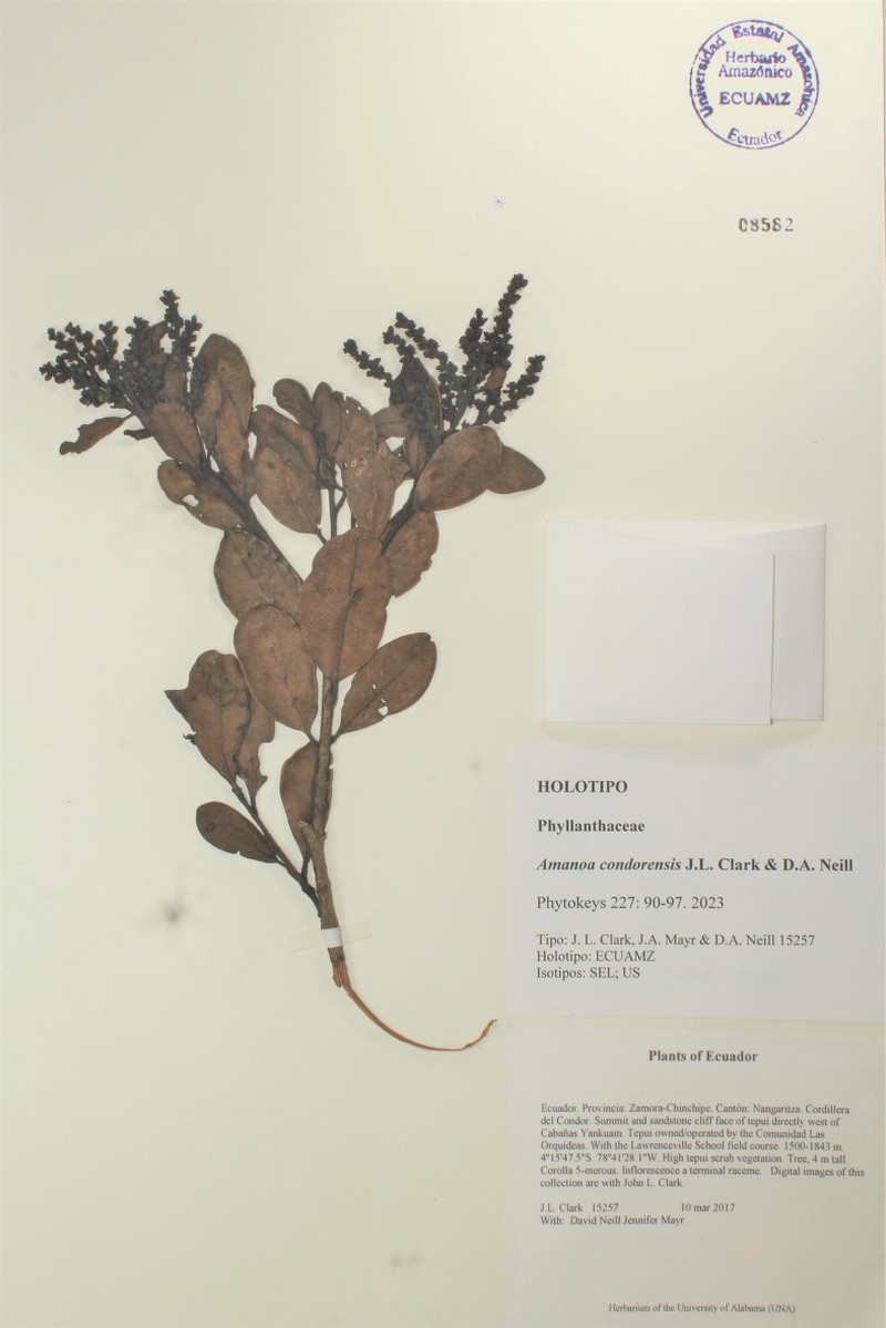 Amanoa condorensis photo 2