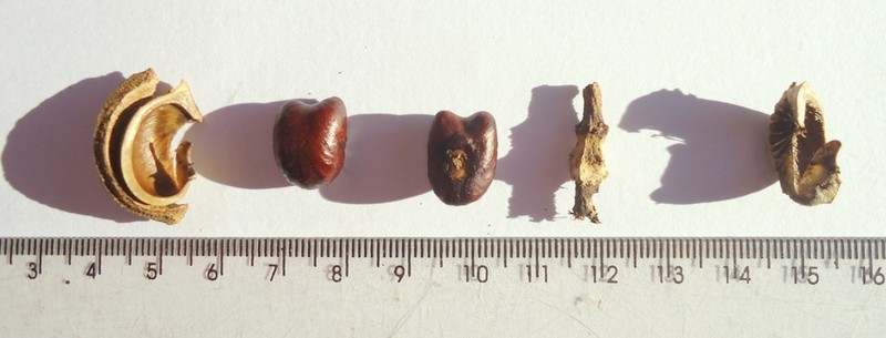 Amanoa congesta