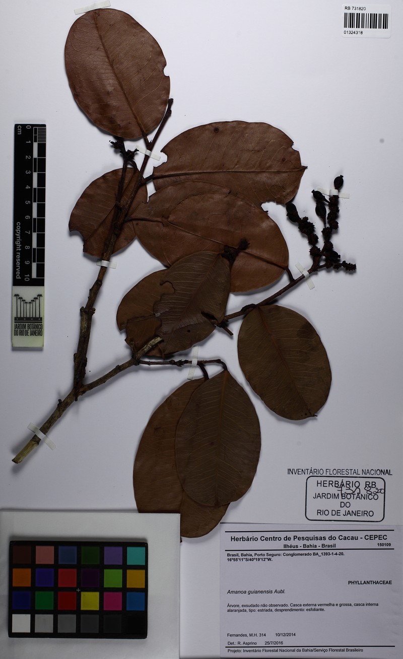 Amanoa congesta photo 2