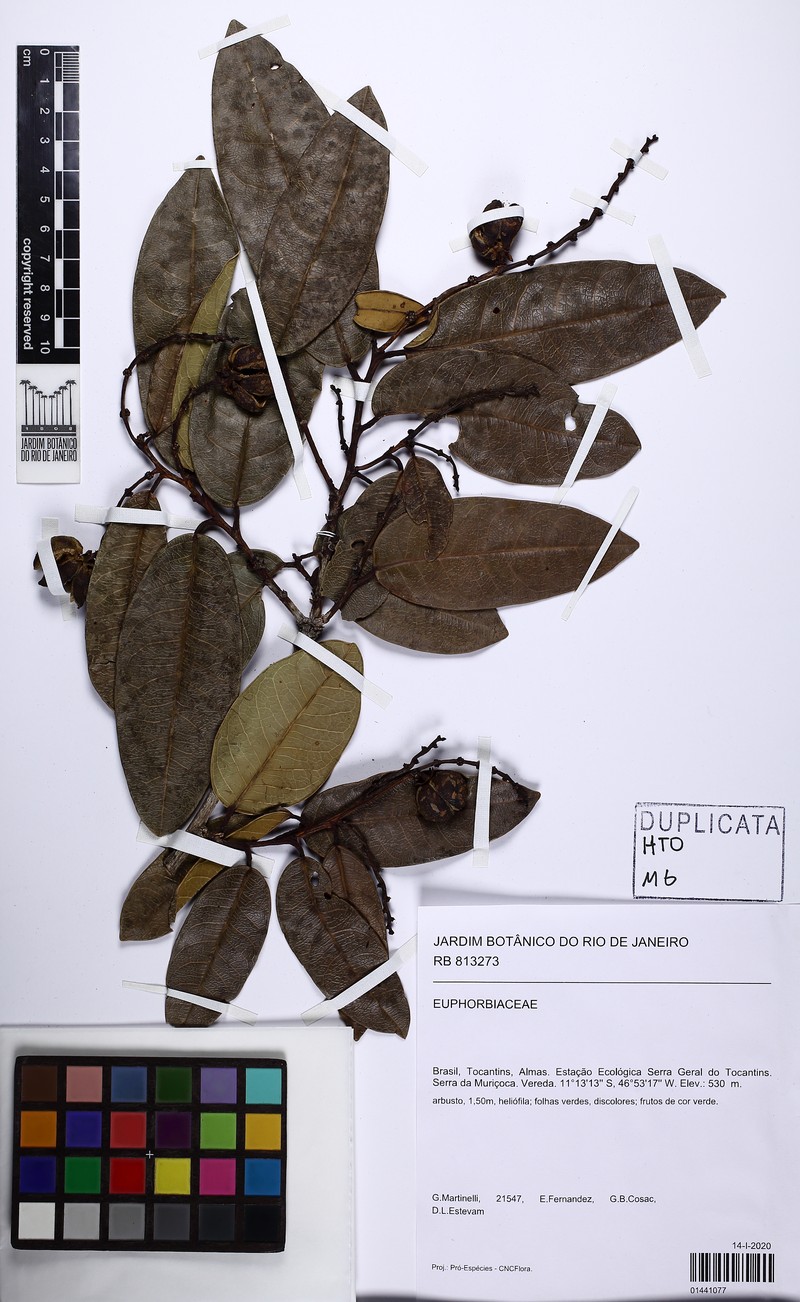 Amanoa glaucophylla