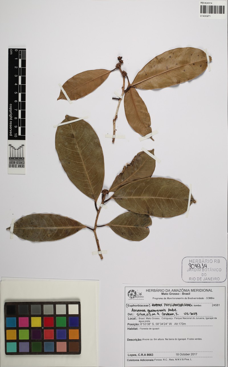 Amanoa grandiflora photo 5