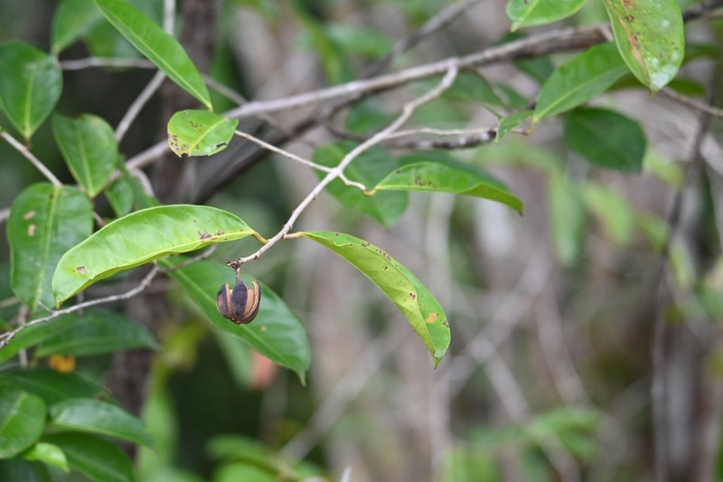 Amanoa guianensis
