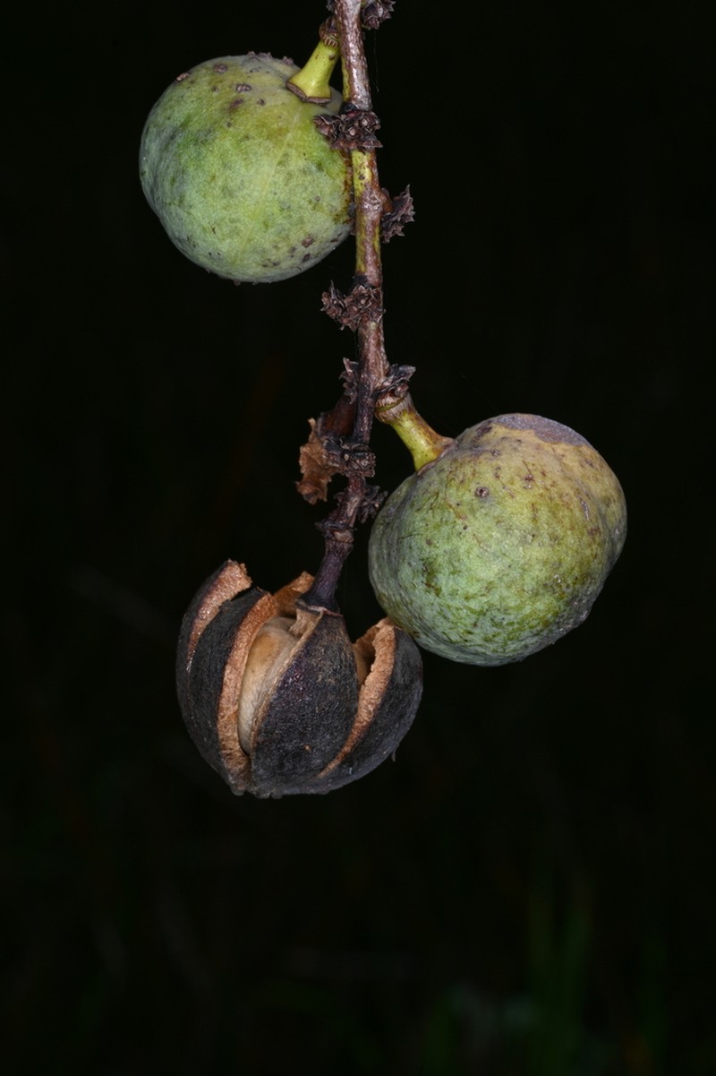 Amanoa guianensis photo 2