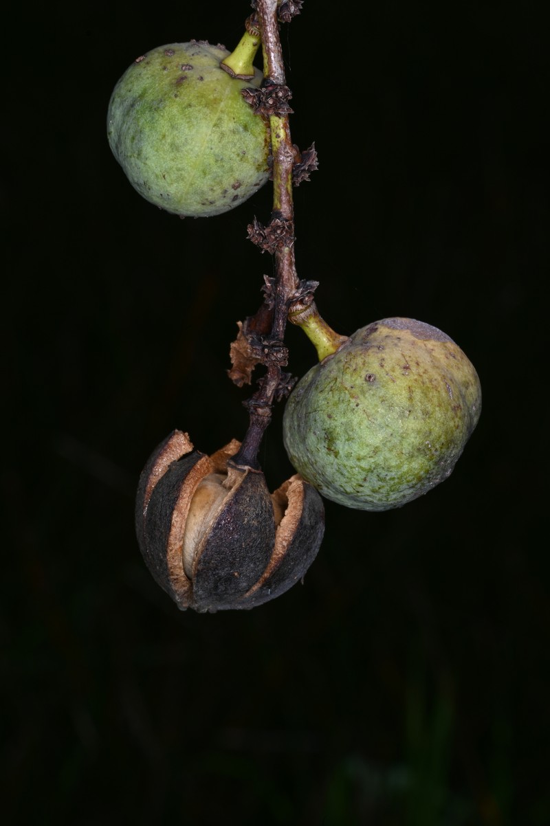Amanoa guianensis photo 3