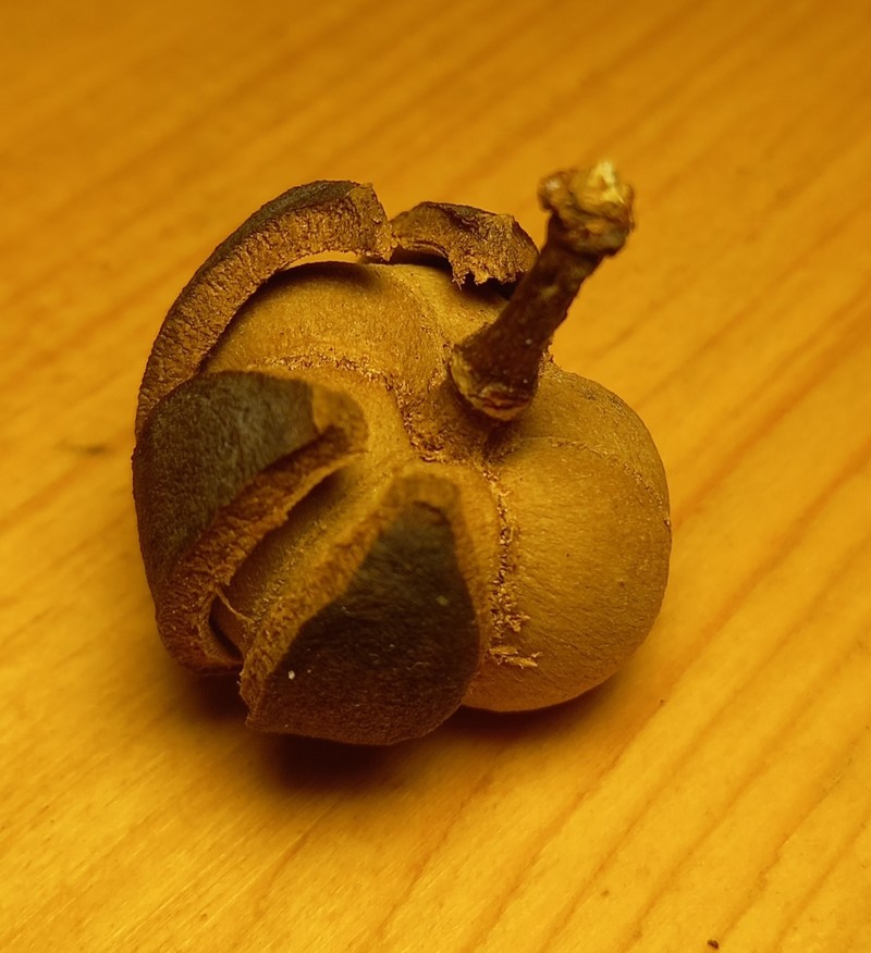 Amanoa guianensis photo 4