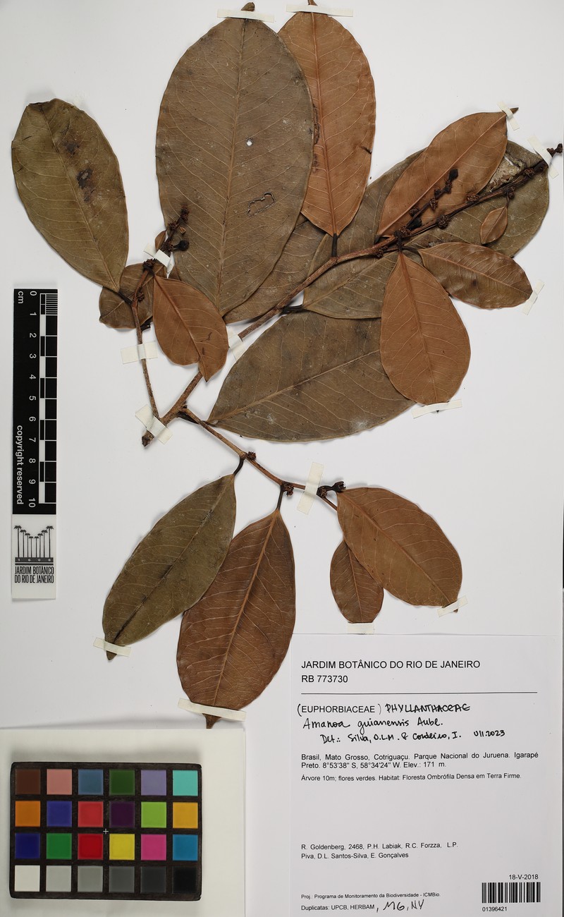 Amanoa guianensis photo 5