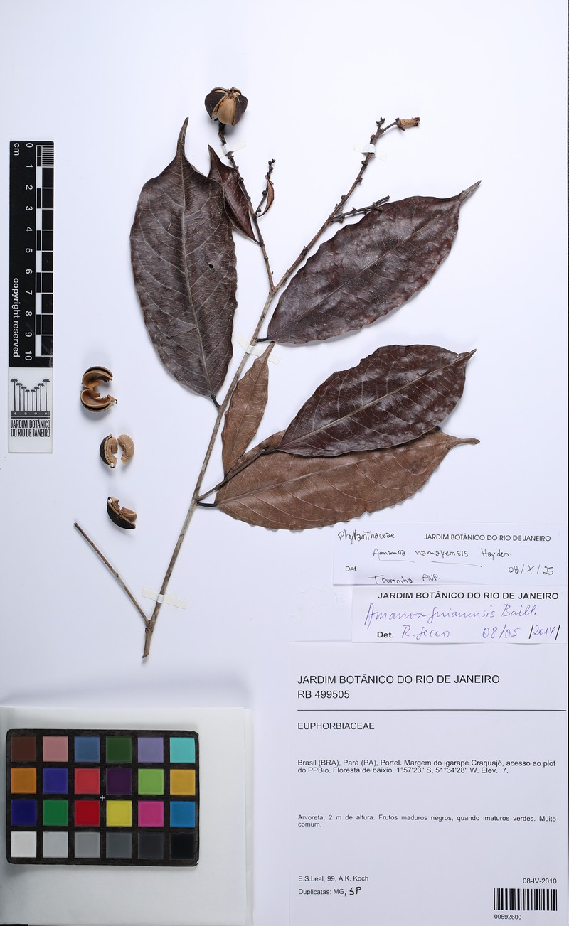 Amanoa nanayensis