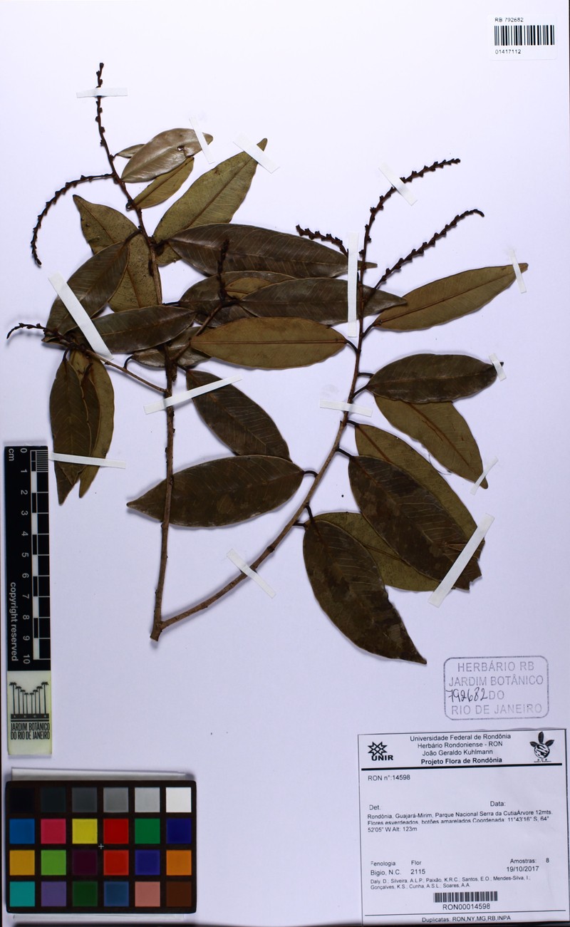 Amanoa oblongifolia