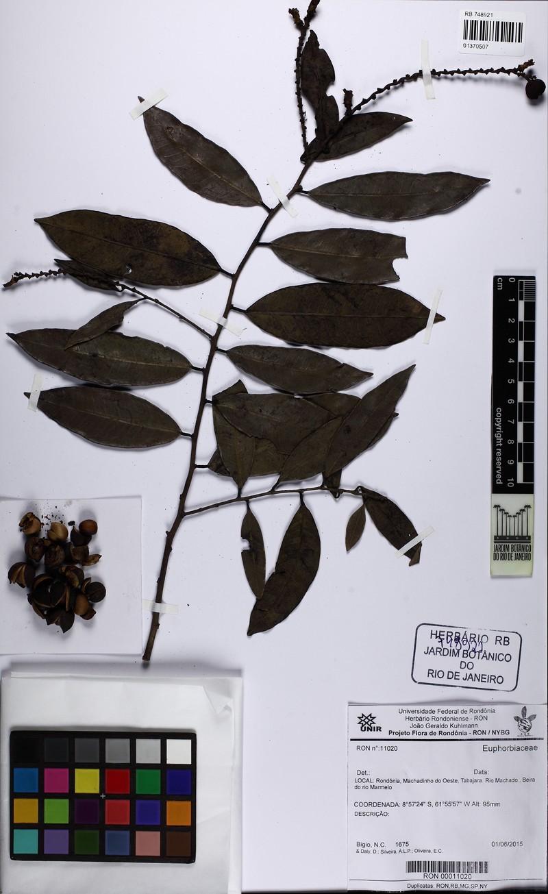 Amanoa oblongifolia photo 2