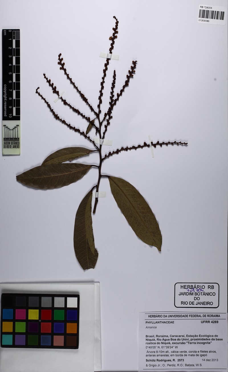 Amanoa oblongifolia photo 3