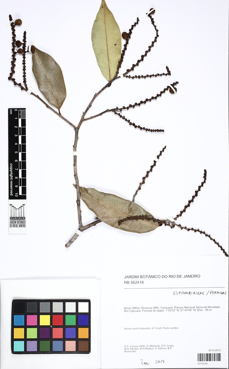 Amanoa oblongifolia photo 4