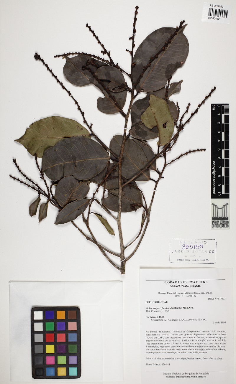 Amanoa sinuosa