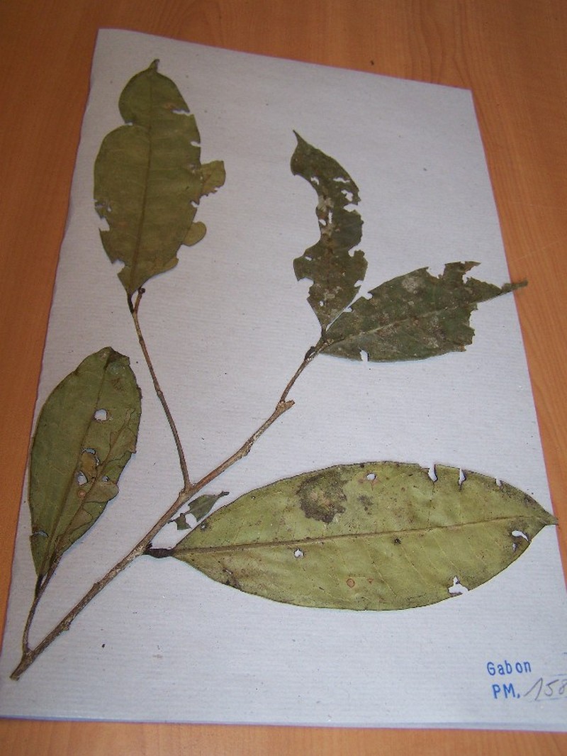 Amanoa strobilacea