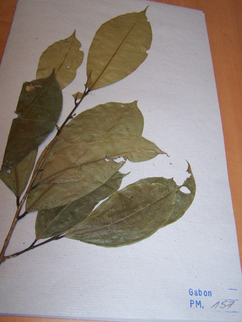 Amanoa strobilacea photo 2