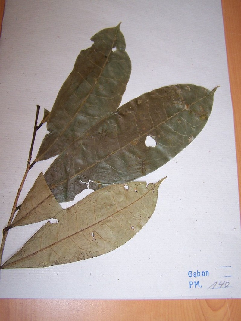 Amanoa strobilacea photo 3