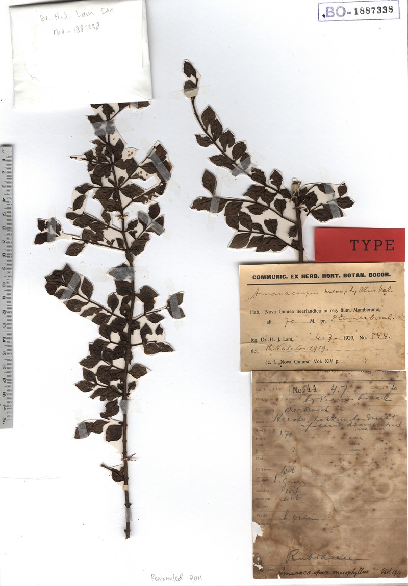Amaracarpus acuminatus