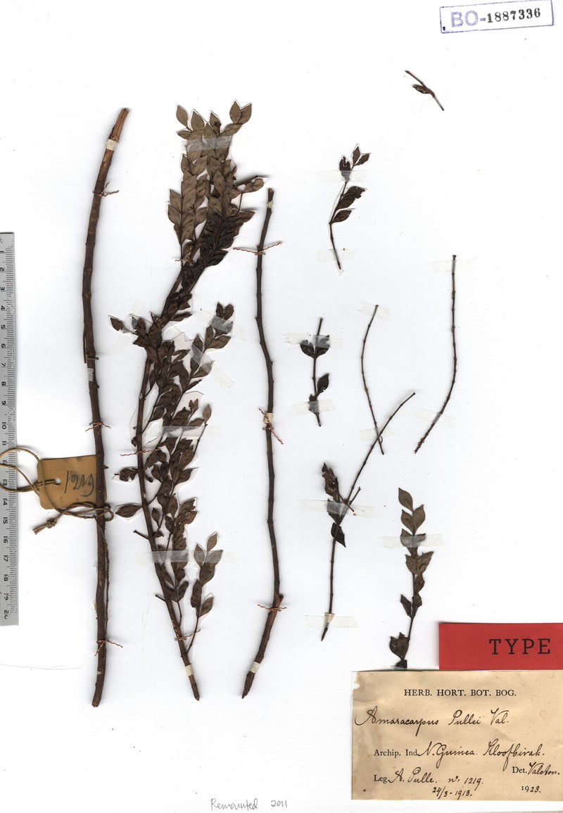 Amaracarpus acuminatus photo 4